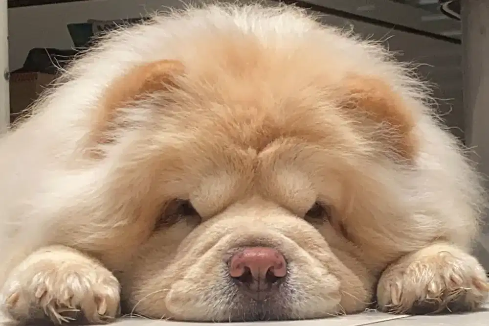 Jual Anjing Chow Chow Betina