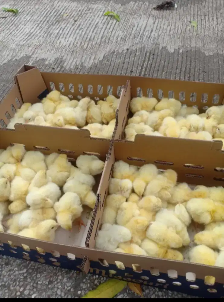 JUAL ANAK AYAM BROILER PEDAGING LEMBANG SIAP KIRIM