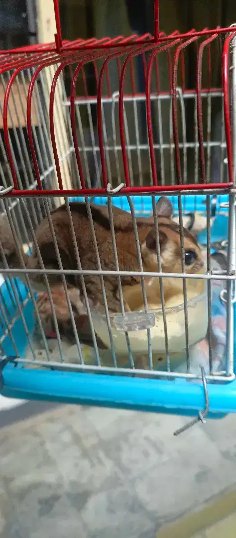 Sg wf split platinum jantan