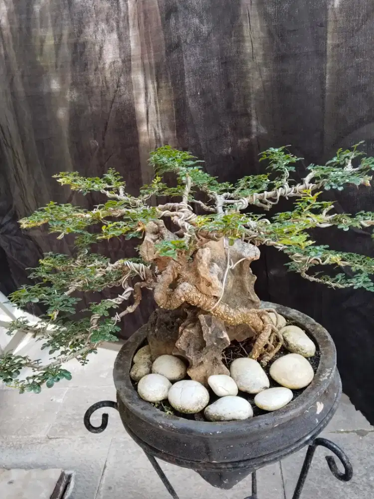 Bonsai kawista medium sehat terawat