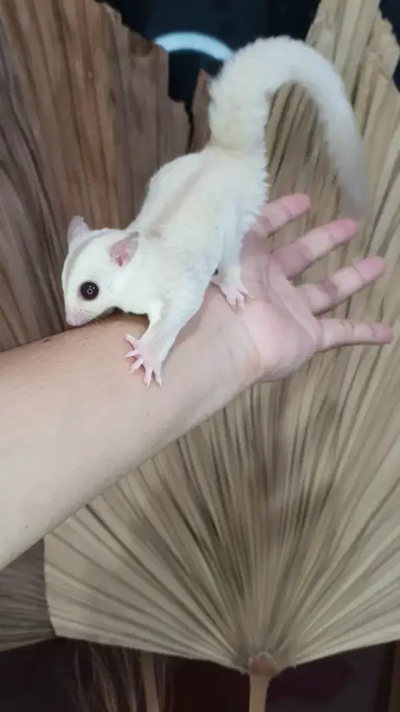 Sugarglider creamino