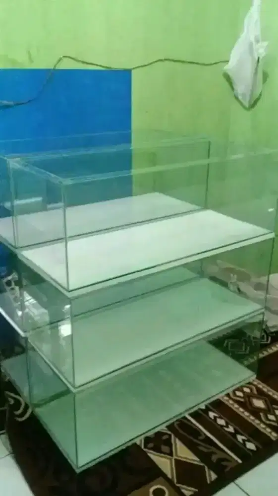 #aquariumikanhias#hobi#ikan