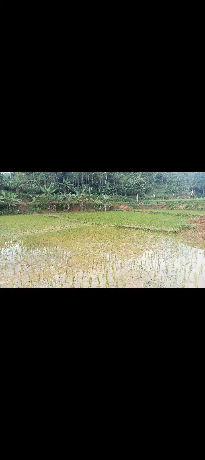 Sawah + Tanah Kebun 3750 m, Bojong, Purwakarta.