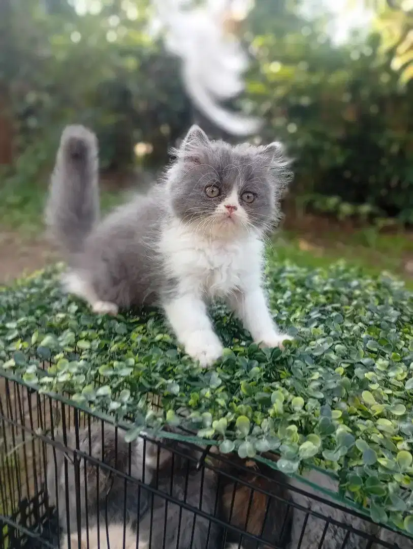 Kitten sf highland