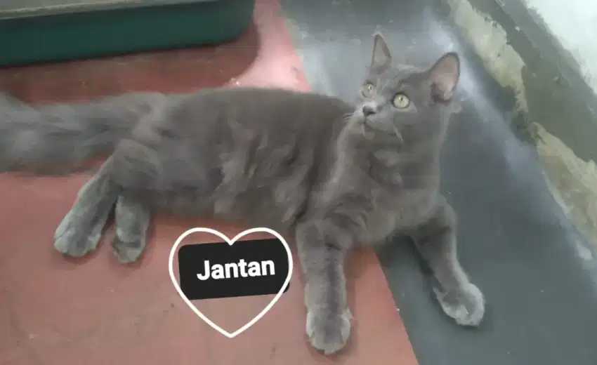 Kucing Persia medium