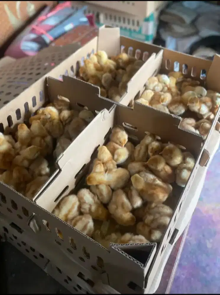 Jaul DOC Anak Ayam Petelur & Broiler Fres Cipatat-Bandung Barat Siap K