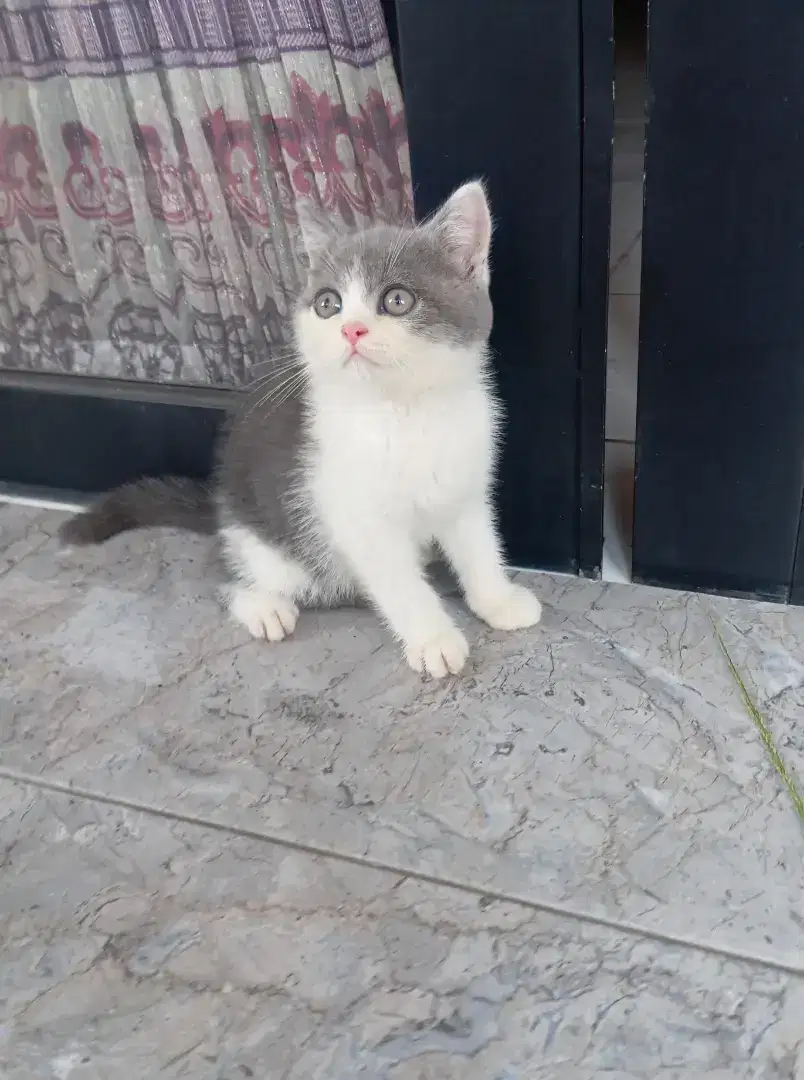 BRITISH SHORTHAIR / BSH