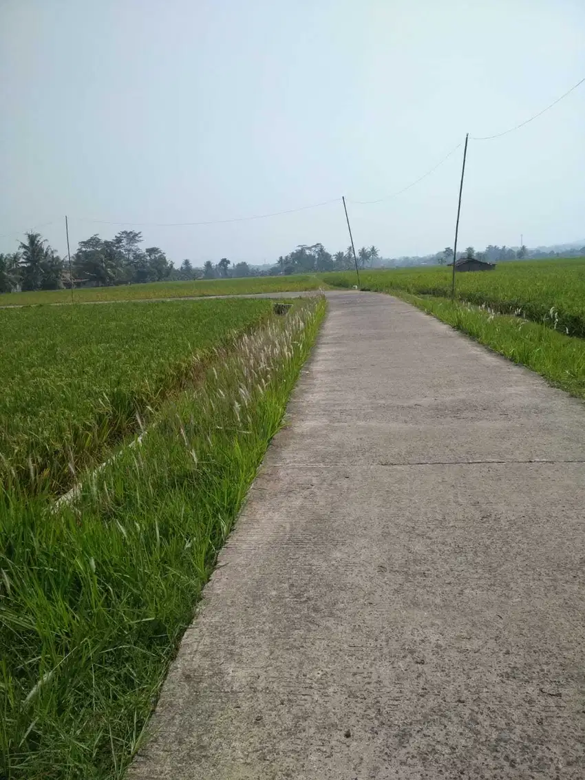 jual sawah murah Cianjur 500 ribu permeter