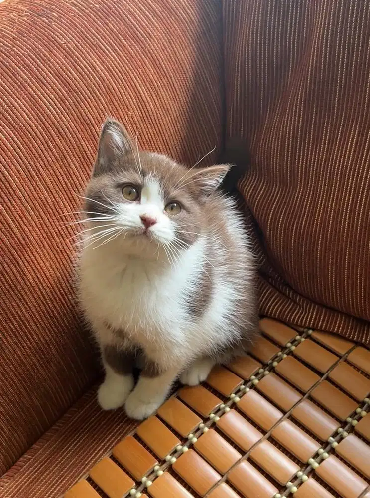 Bsh british shorthair bico lilac cinnamon female betina kitten cinamon