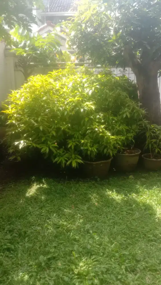 Zodia - Tanaman Anti Nyamuk Anti Ular