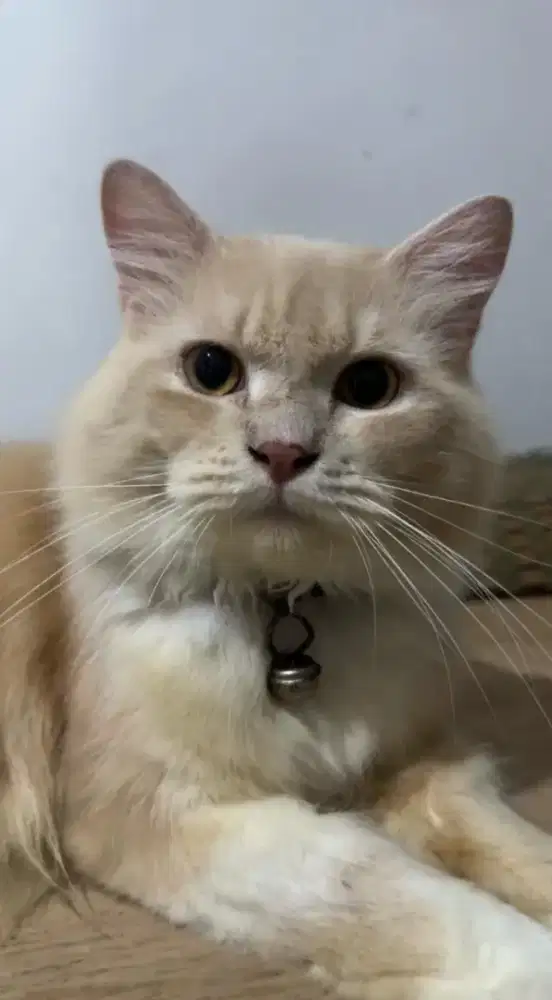 Kucing persia jantan dewasa lepas adopsi adopt putih krem