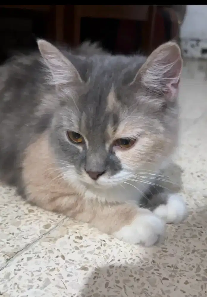Kucing munchkin ns betina calico abu krem putih persia kitten