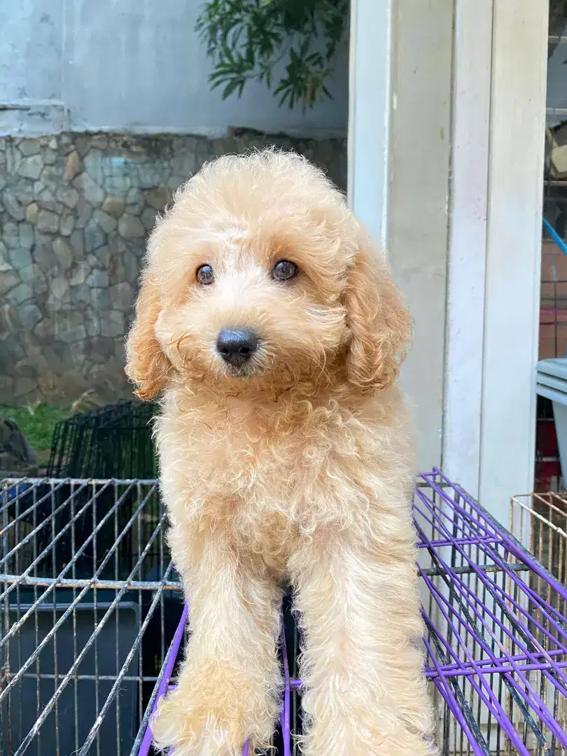 Toy Poodle Party Color
