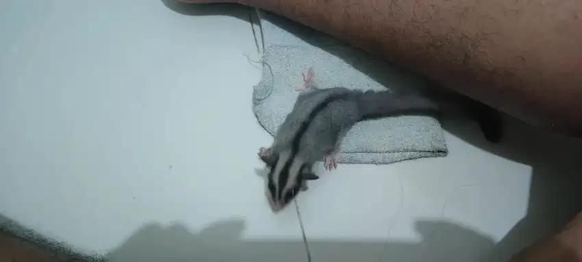 Sugar glider kediri kota
