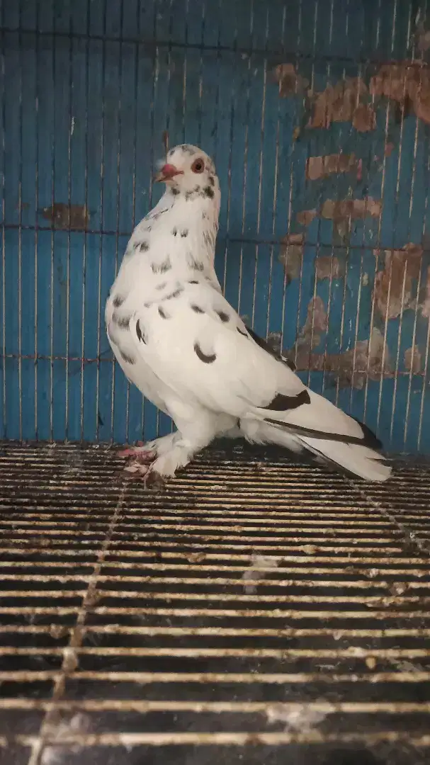 Cewekan merpati blorok serba on