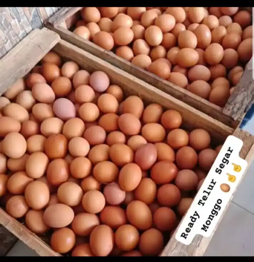 TELUR AYAM MURAH