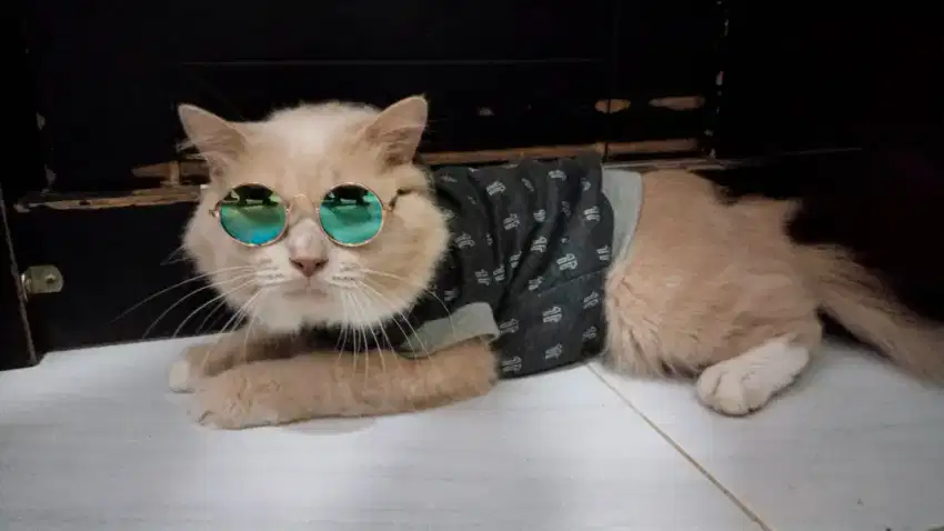 Persia jantan longhair