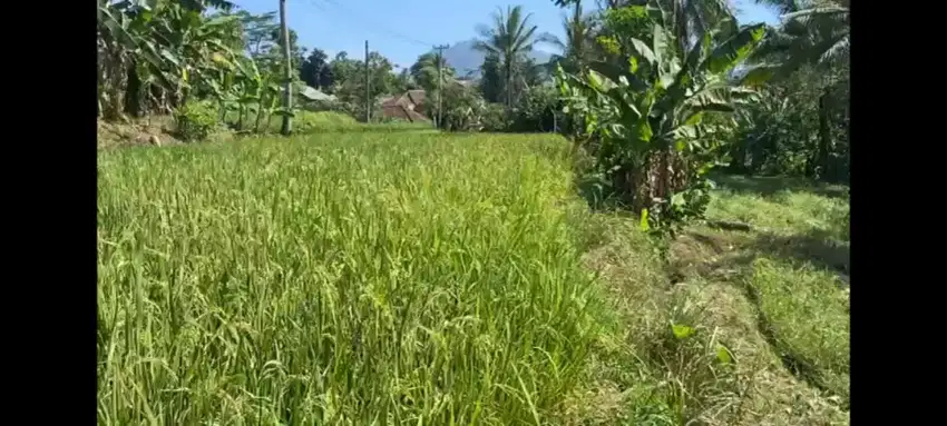Dijual sawah aktif daerah pancur ciomas kabupaten serang