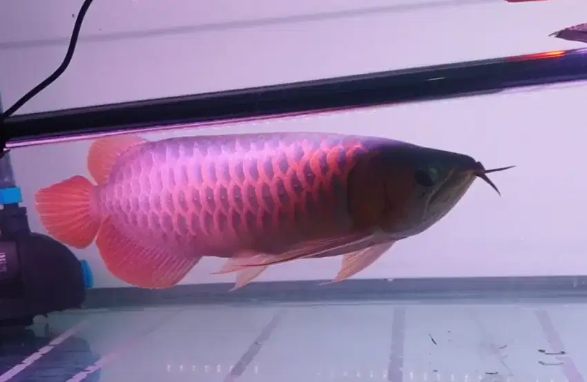 Arwana sr uk 36 cm