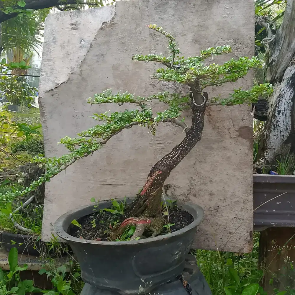 Bonsai Kawista Unik berkarakter