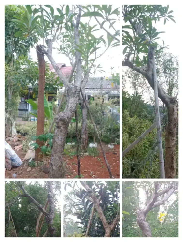 kamboja posil dan tanaman hias