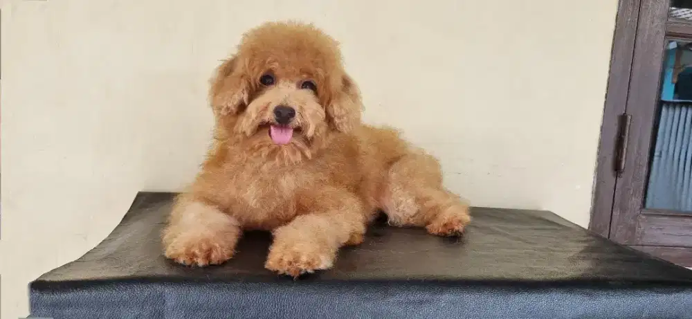 Semi hibah poodle betina dewasa