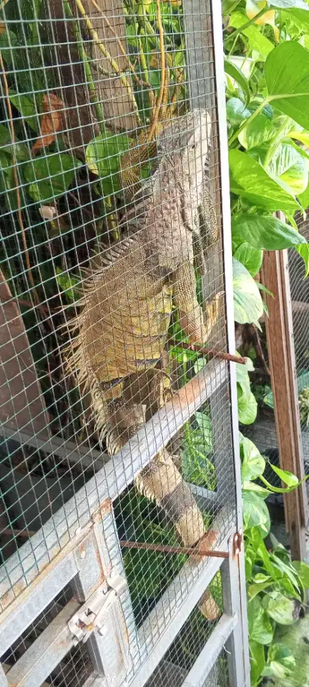 Dijual Iguana Jumbo 1 m lebih dan 1 Orange