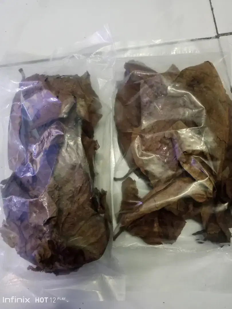 DAUN KETAPANG LAUT KERING 20gr Siap Pakai
