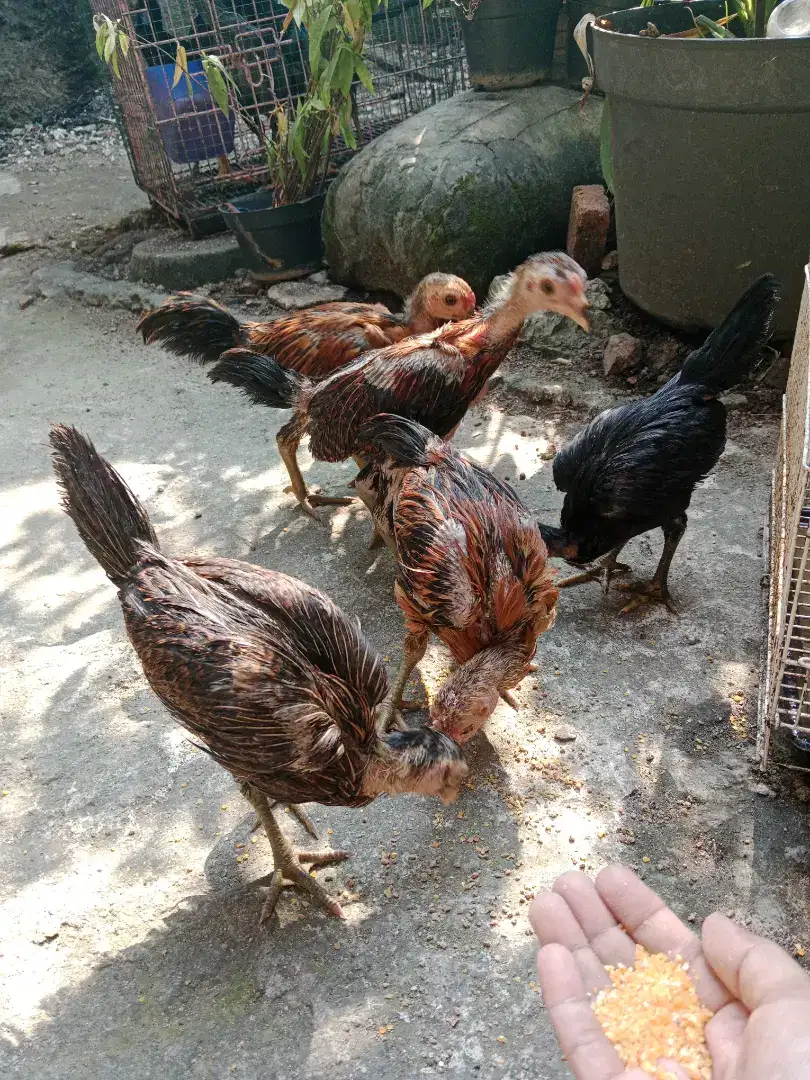 Ayam kampung jantan dan betina