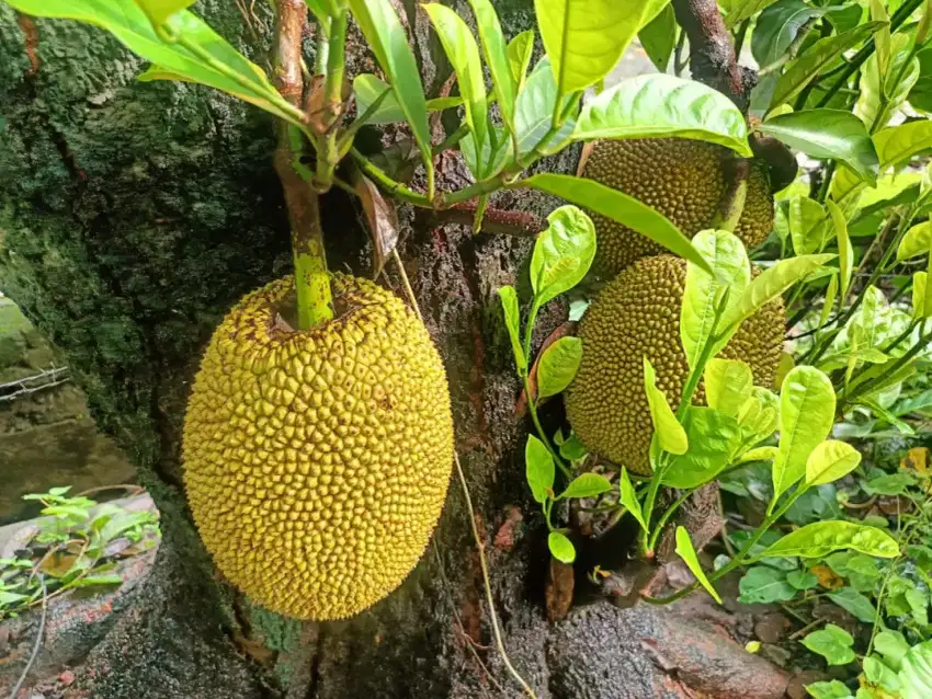 Di jual Tanah dijalan nipa nipa