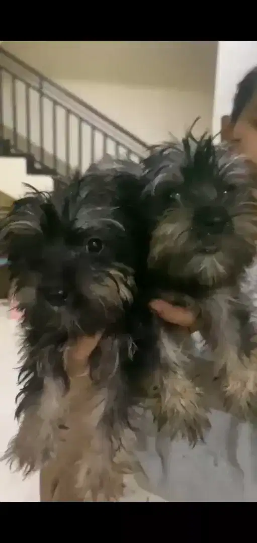 Yorkies non stb