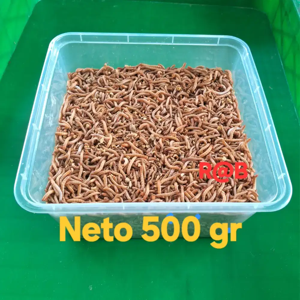 Ulat hongkong hidup 500gr