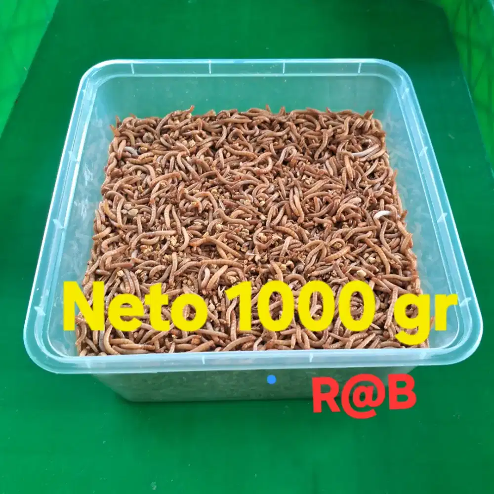 ULAT HONGKONG HIDUP 1KG