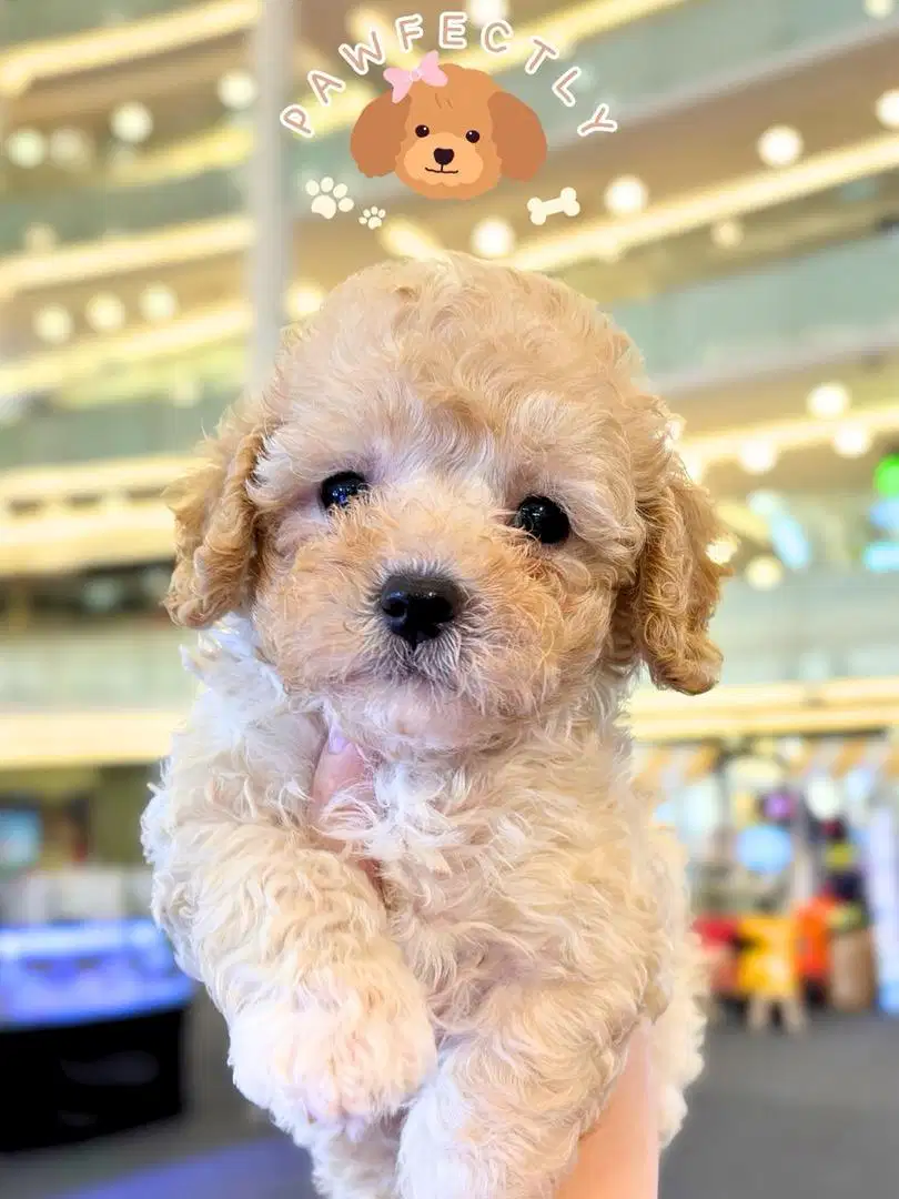 Tiny poodle fawn betina