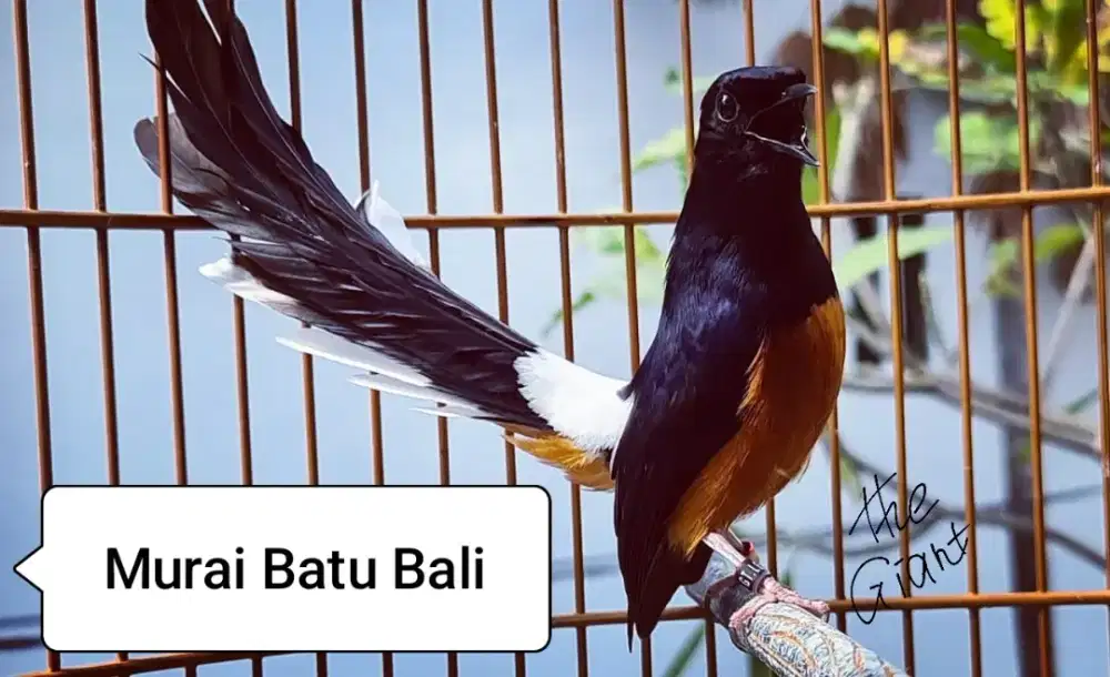 murai batu dewasa gacor