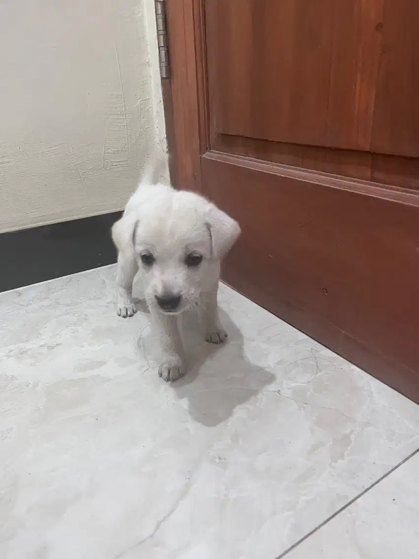 Dijual Doggy mix