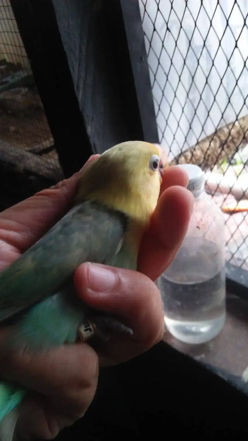 Burung loveBird Remaja