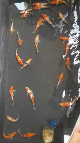 IKAN HIAS KOI CANTIK