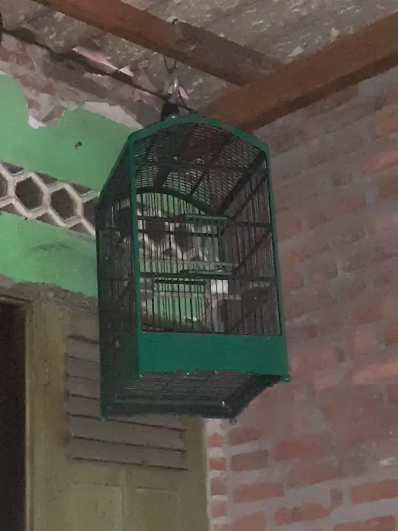 Burung trucuk udah nyisek garuda+sangkar
