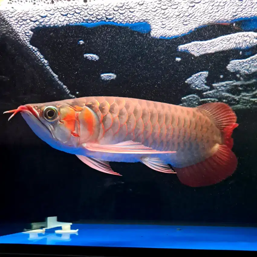 ARWANA SUPER RED F3 Spek Josss