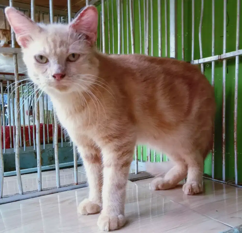 Kucing Persia Short Hair Medium