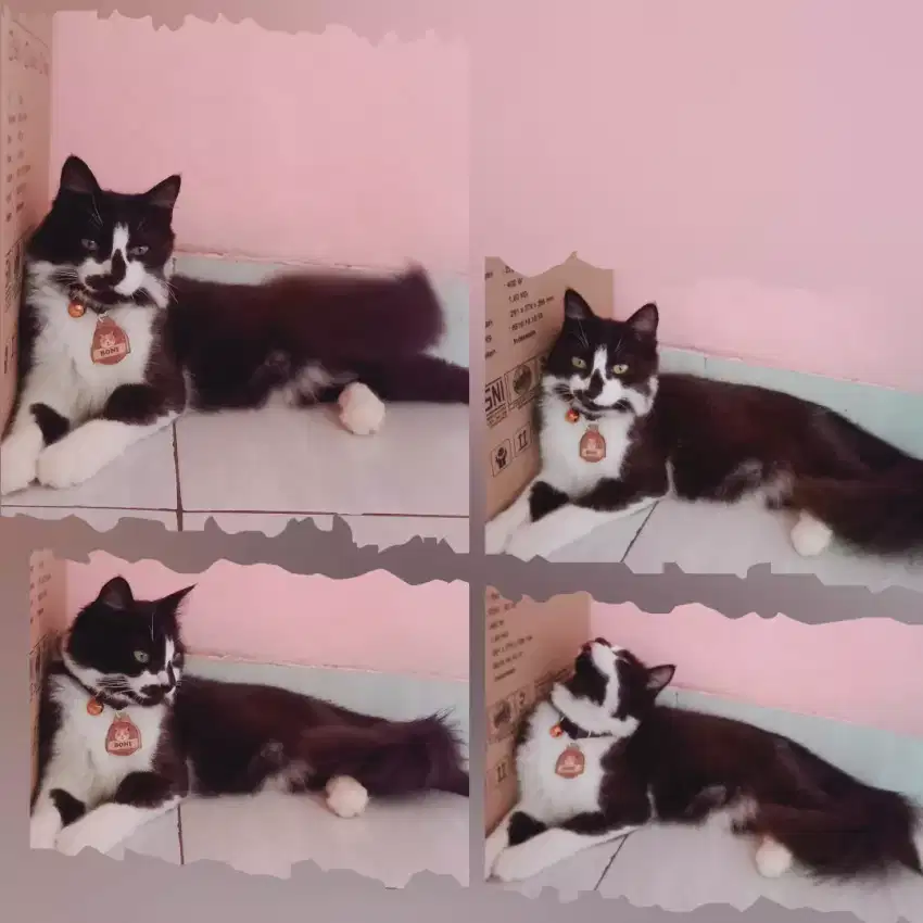 Kucing Persia Mix Kampung