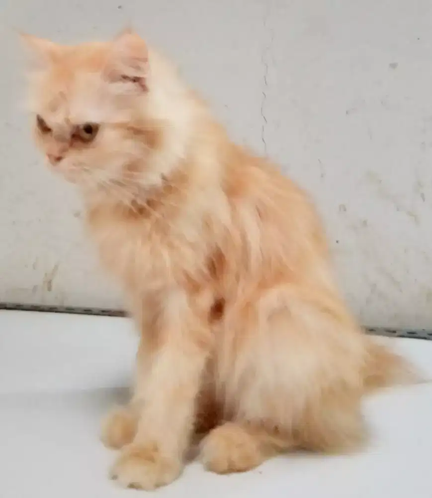 Kucing Persia Long Hair Peaknouse
