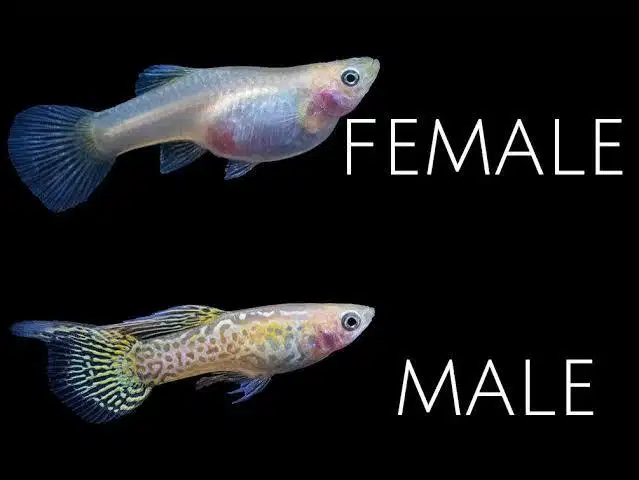 Guppy snakeskin top sword