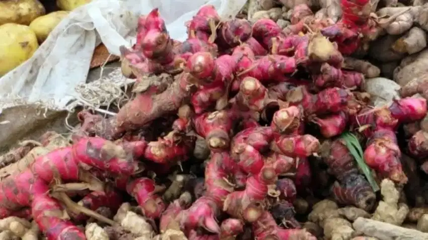 Cari BUYER AMANAH JAHE MERAH DAN JAHE IPRIT