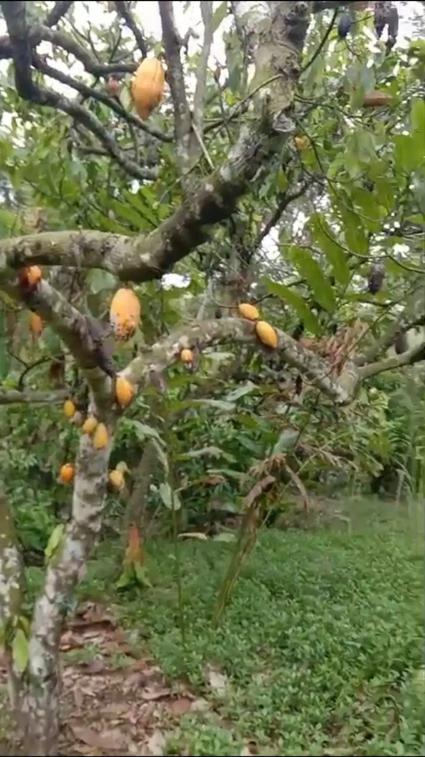 Kebun Cokelat di Selemadeg Tabanan Bali