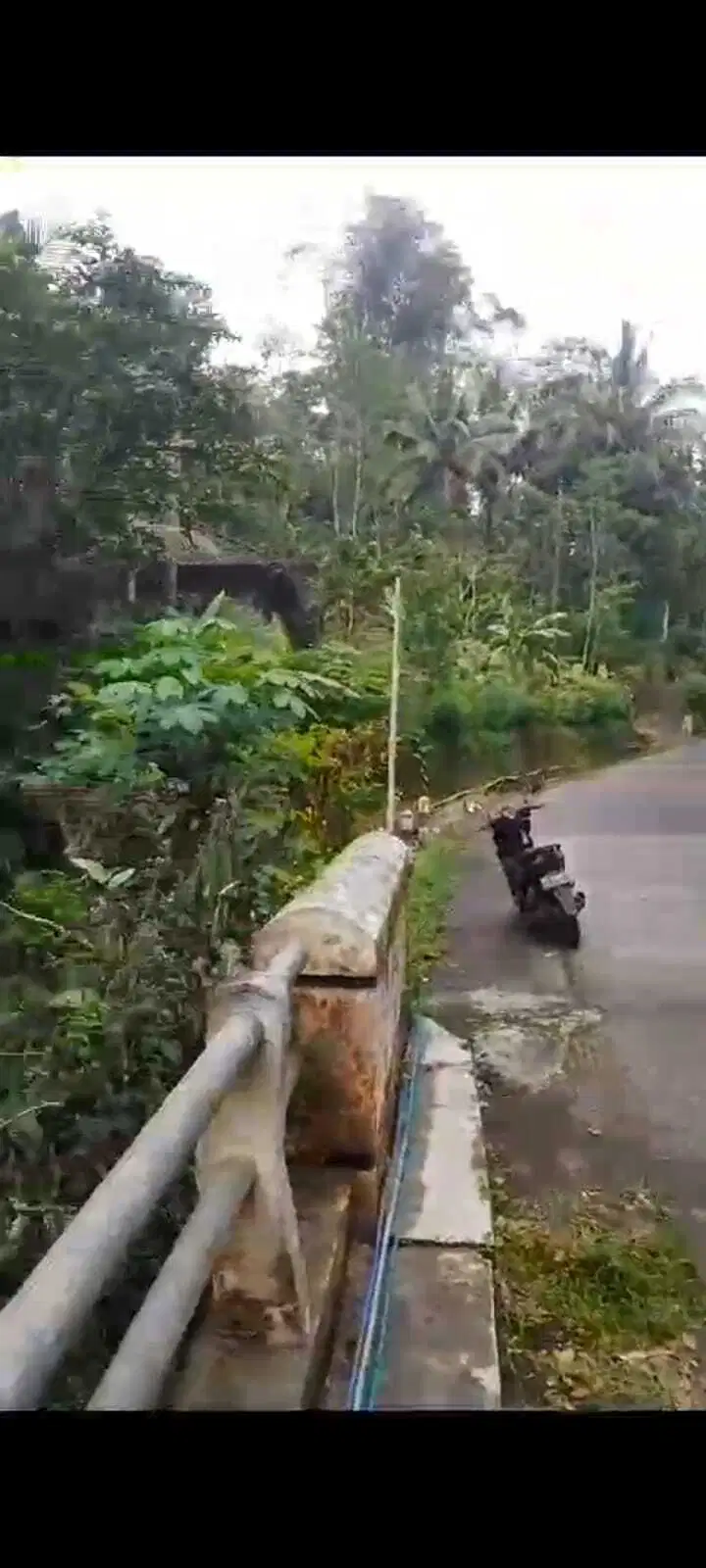 JUAL TANAH DI PAGERHARJO SAMIGALUH KULONPROGO FULL POHON JATI