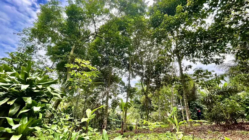 Tanah Kebun Produktif di Perkampungan Bojong Purwakarta Dijual Murah