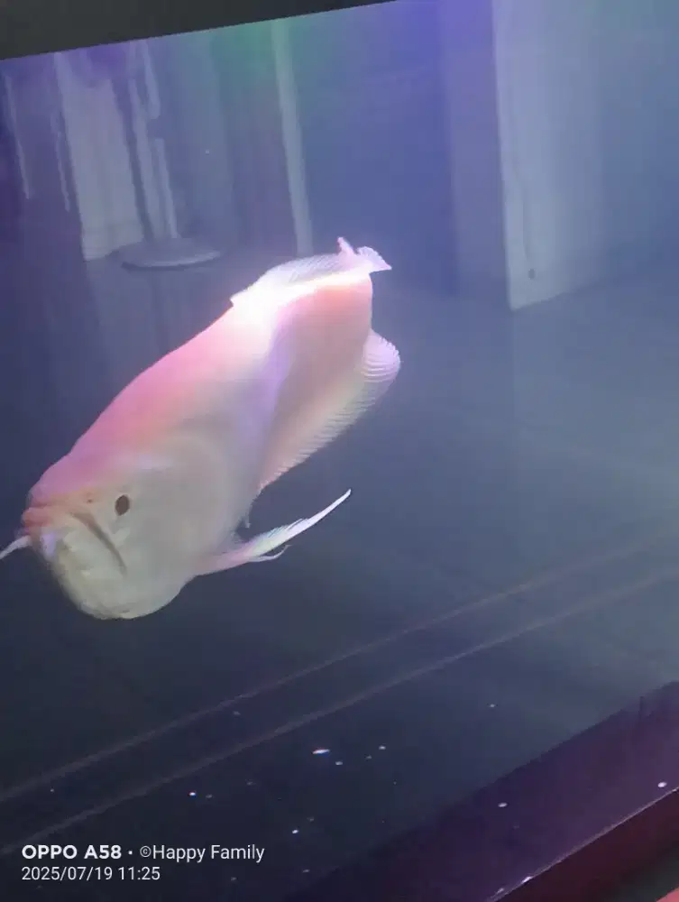 Arwana albino silver super