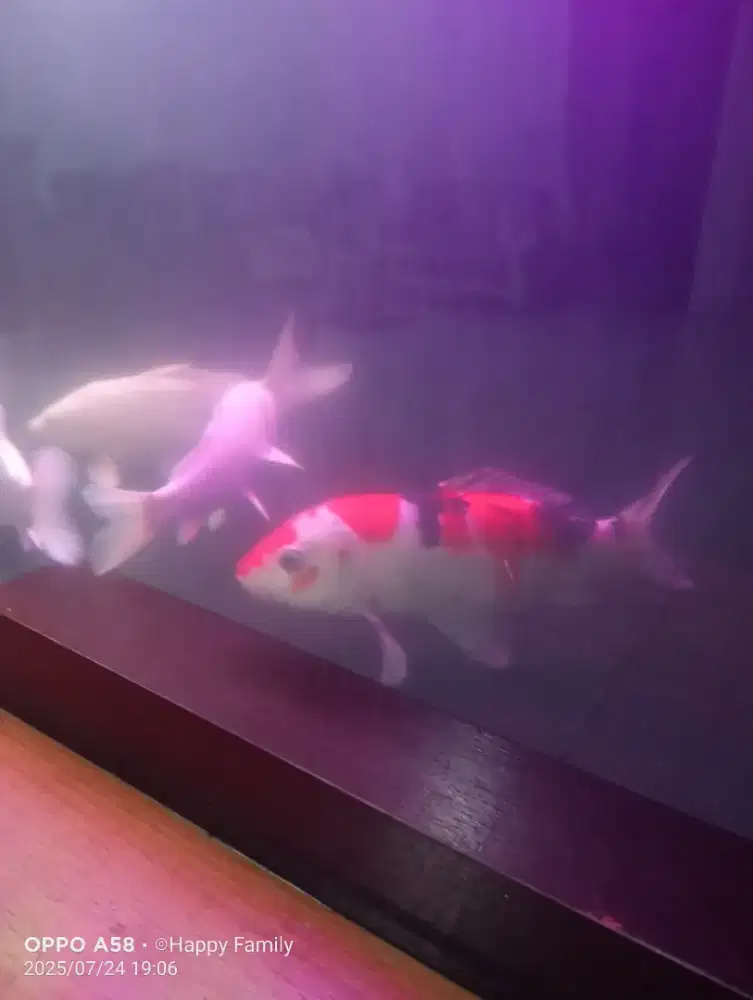 Ikan koi merah putih